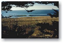 A California Reef&nbsp; 2000